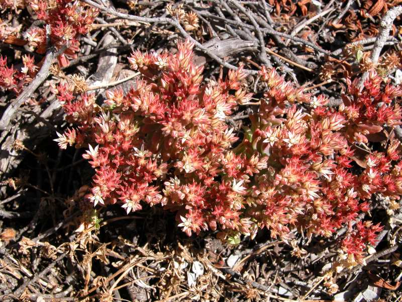 Sedum rubens / Borracina rossa